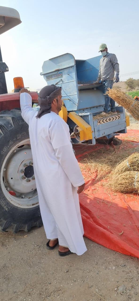 صحيفة اليوم العمانية - حصاد القمح بنظام الري الحديث في وادي قريات يبشّر بمحصول وفير