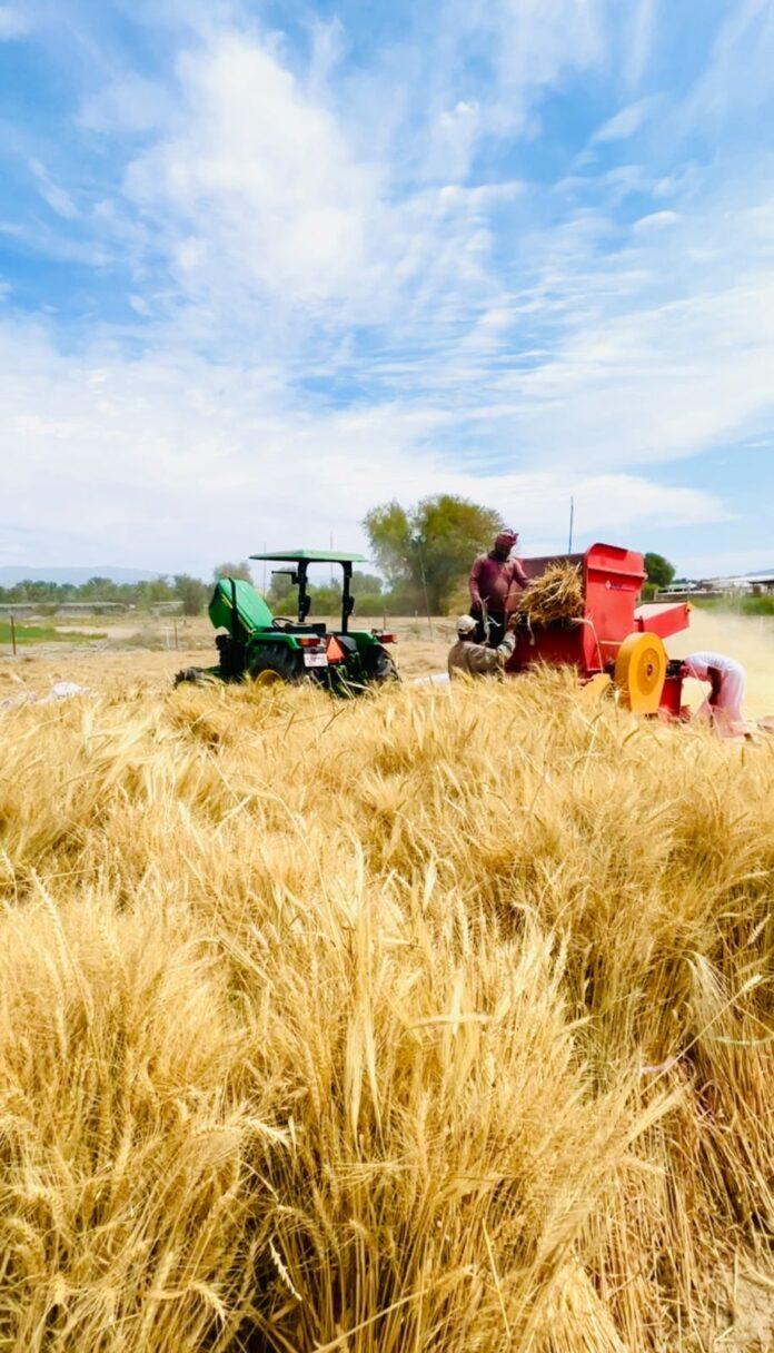 صحيفة اليوم العمانية - 66.6 فدانا من القمح في قرى بهلاء وإنتاج متوقع يبلغ 86 طنا خلال موسم 2025–2026