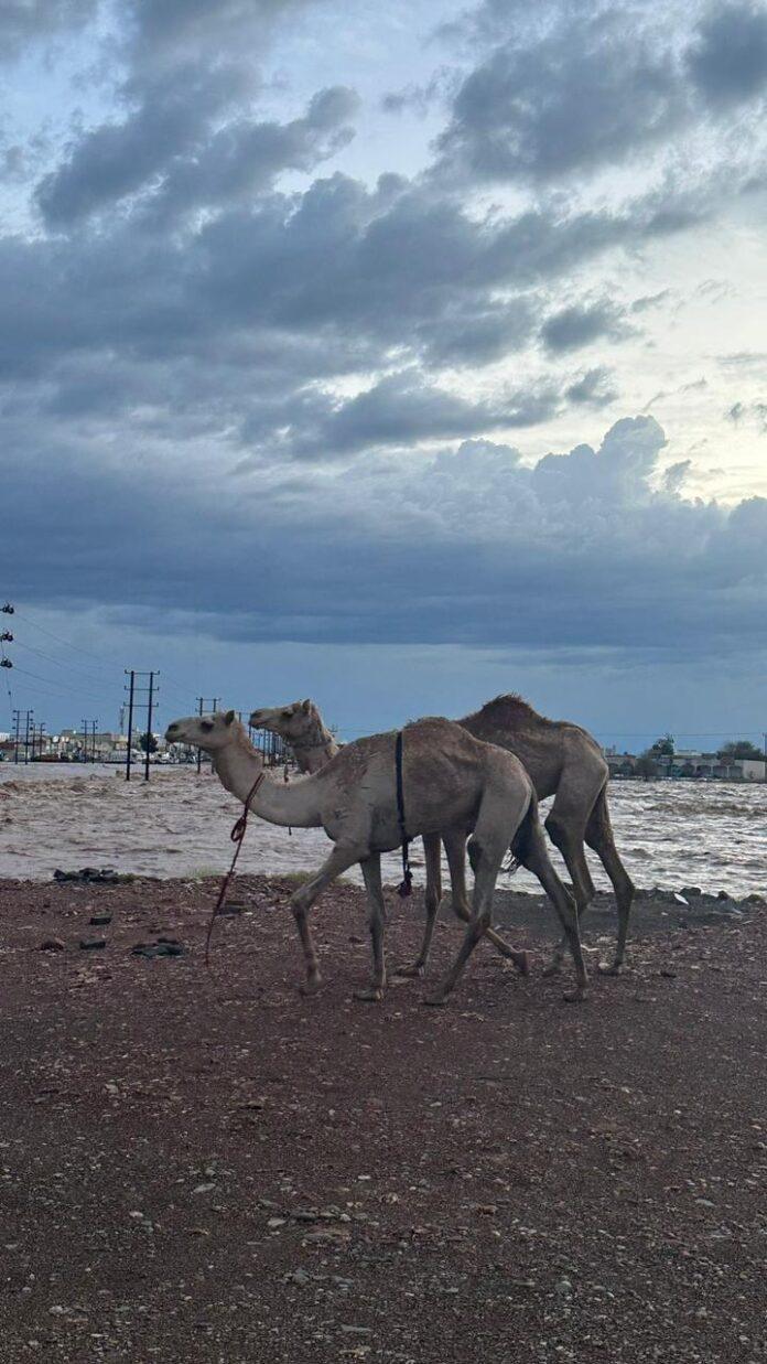 صحيفة اليوم العمانية - بالصور.. أمطار غزيرة بولاية سناو