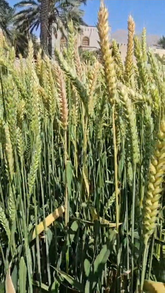 صحيفة اليوم العمانية - زراعة القمح في سلطنة عُمان: إرث زراعي ودعم حكومي لتعزيز الأمن الغذائي