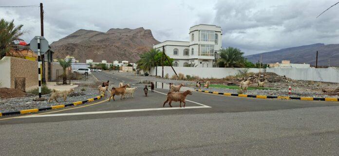 صحيفة اليوم العمانية - من يحاسب من؟ قطعان سائبة بلا راعٍ ولا رقيب في أحياء ولاية الحمراء – مخطط وادي غول نموذجًا