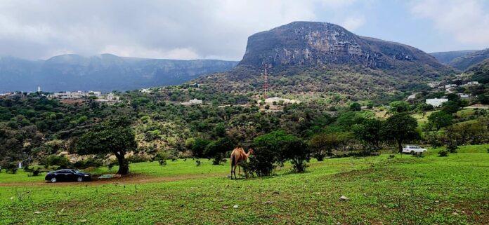 صحيفة اليوم العمانية - بعد منخفض المسرات المنطقة الغربية من ظفار تشهد حركة سياحية واقتصادية كبيرة .. أجواء أبريل 2026 المنعشة أصبحت تسابق الزمن مع خريف ظفار