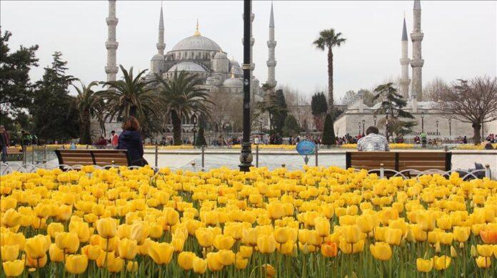 صحيفة اليوم العمانية - مهرجان التوليب في إسطنبول.. ربيعٌ يزهر بالألوان والحياة
