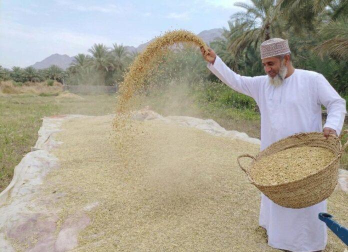 صحيفة اليوم العمانية - بدء موسم حصاد القمح بولاية المضيبي بمحافظة شمال الشرقية