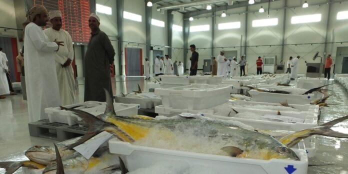 صحيفة اليوم العمانية - إجماليُّ قيمة الأسماك المنزّلة في سلطنة عُمان يتجاوز 576 مليون ريال عُماني