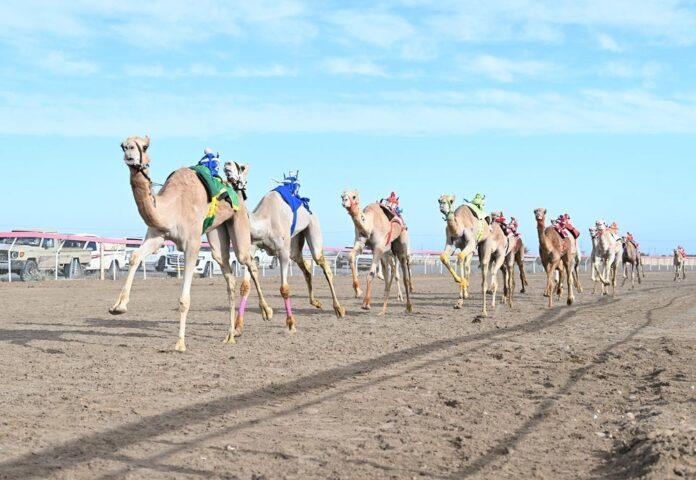 صحيفة اليوم العمانية - تكريمُ الفائزين في سباق الهجن بولاية هيماء