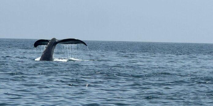 صحيفة اليوم العمانية - توثيق نشاط حيوي للحيتان الحدباء في شمال شرق جزيرة مصيرة