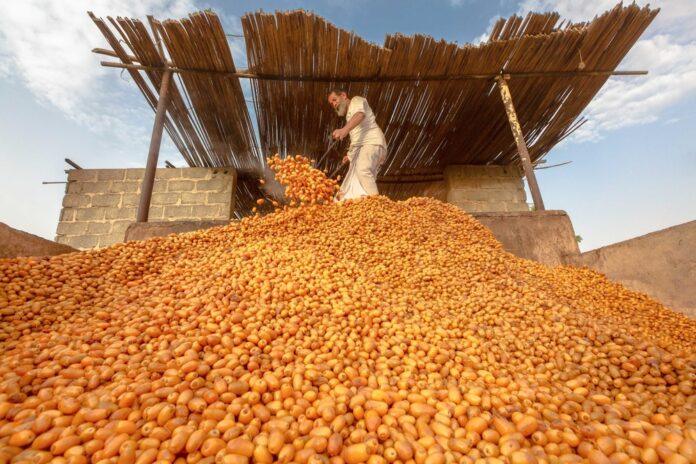 صحيفة اليوم العمانية - مشروعات القطاع الزراعي تعزّز منظومة الأمن الغذائي بمحافظة شمال الشرقية