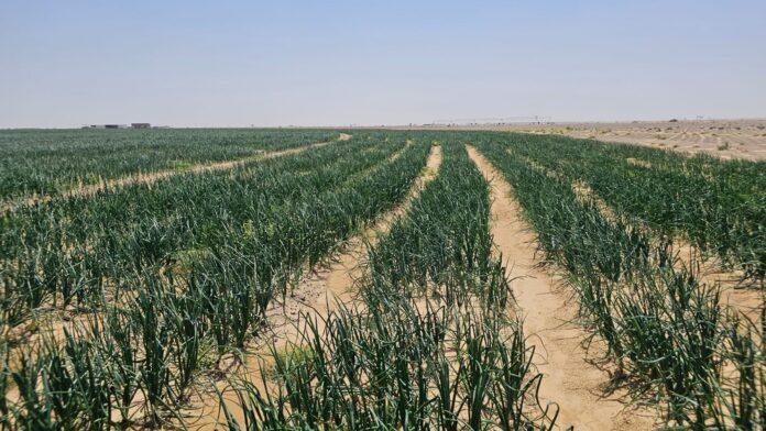 صحيفة اليوم العمانية - بمبلغ 50 مليون ريال عُماني.. مشروعاتٌ استثماريّةٌ في القطاع الزراعي بمحافظة الظاهرة