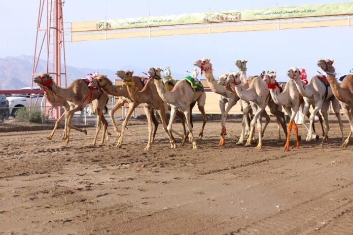 صحيفة اليوم العمانية - بتكليفٍ سامٍ.. سُموّ السّيّد كامل يرعى ختام مهرجان كأس جلالةِ السُّلطان المعظم للهجن