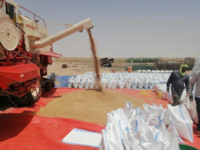 صحيفة اليوم العمانية - بدء حصاد القمح في منطقة النجد بمحافظة ظفار